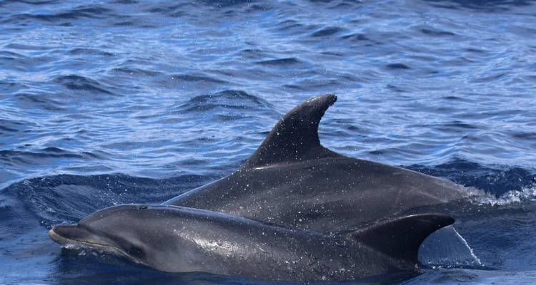 The Whales Expedition - Futurismo Azores Adventures 7