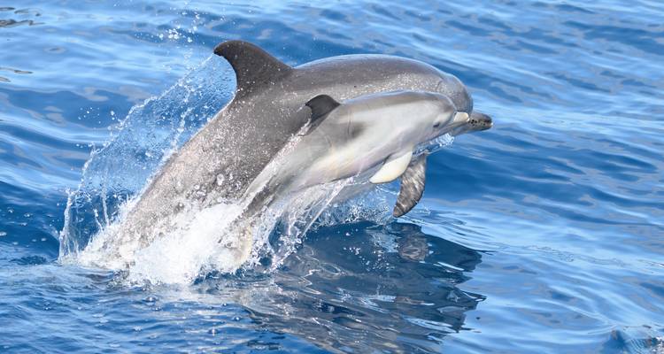 The Whales Expedition - Futurismo Azores Adventures 8