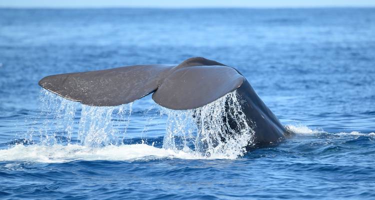 The Whales Expedition - Futurismo Azores Adventures 9
