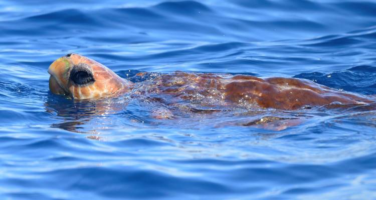 The Whales Expedition - Futurismo Azores Adventures 10