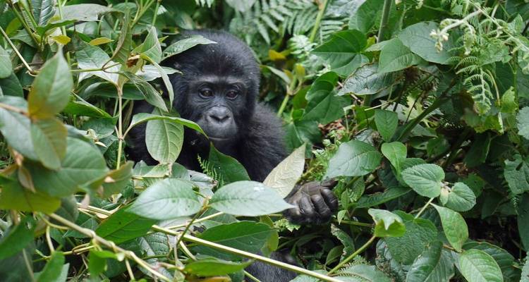 4-Day Mountain Gorillas and Chimpanzee Trekking Safari - Rumara Safaris 4