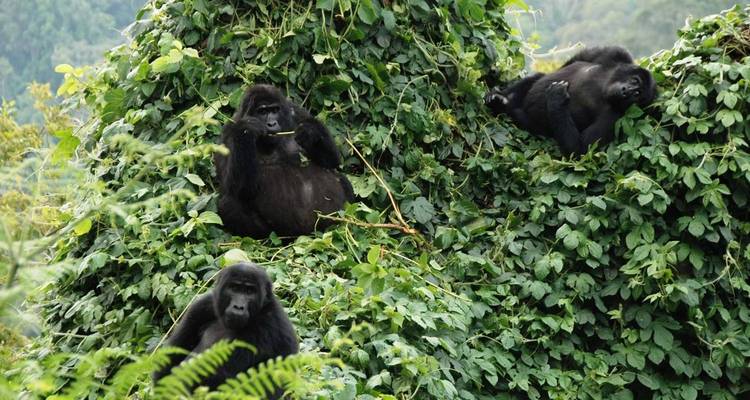 4-Day Mountain Gorillas and Chimpanzee Trekking Safari - Rumara Safaris 8
