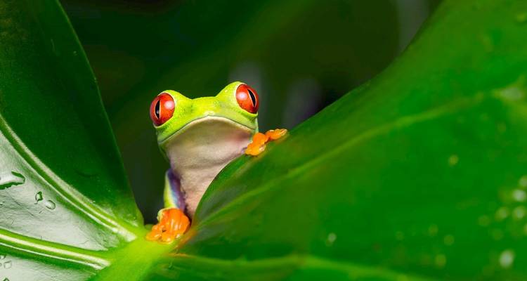Bunter Frosch, der über ein großes grünes Blatt späht.