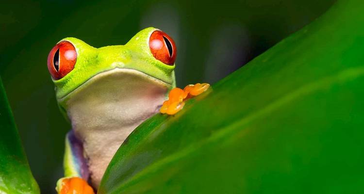Rana arbórea de ojos rojos con ojos brillantes asomándose por encima de una hoja verde brillante en la selva tropical.