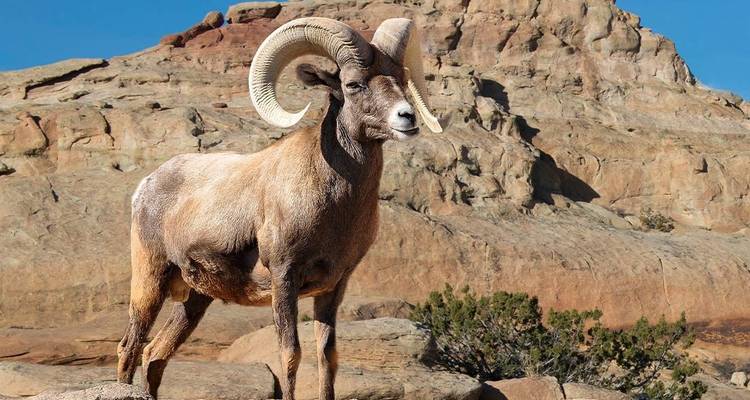 Randonner dans les meilleures conditions dans le parc national des Rocheuses - Intrepid Travel 7
