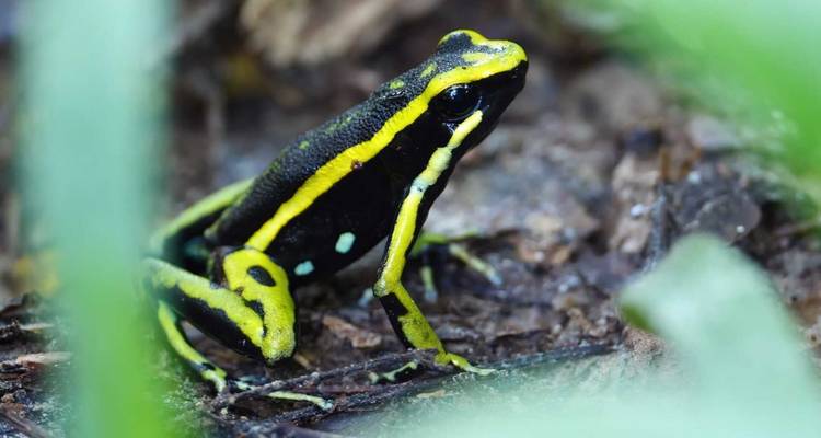 Wild Amazonas Adventure 4-Day Tour - Gran Colombia Tours 3
