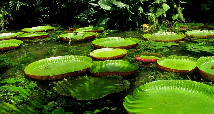 Wild Amazonas Adventure 4-Day Tour - Gran Colombia Tours 7