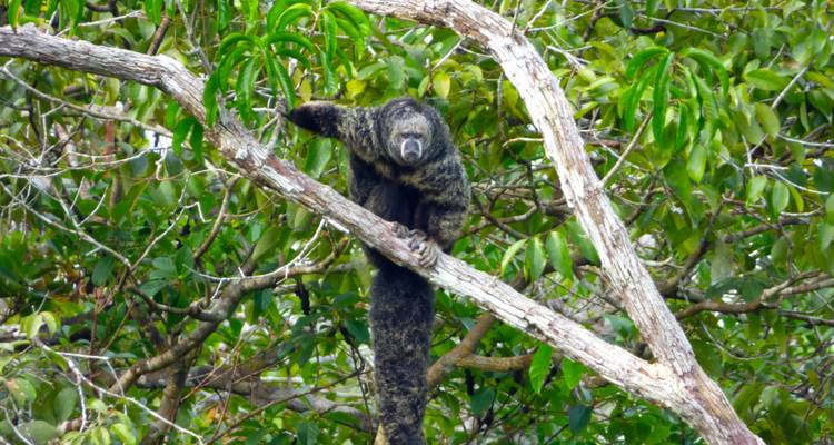 Expedición a la Selva Profunda de Lagartococha y Zancudococha - Authentic Ecuador 1
