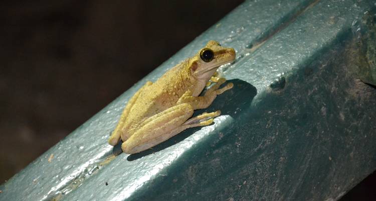 Expedición a la Selva Profunda de Lagartococha y Zancudococha - Authentic Ecuador 6
