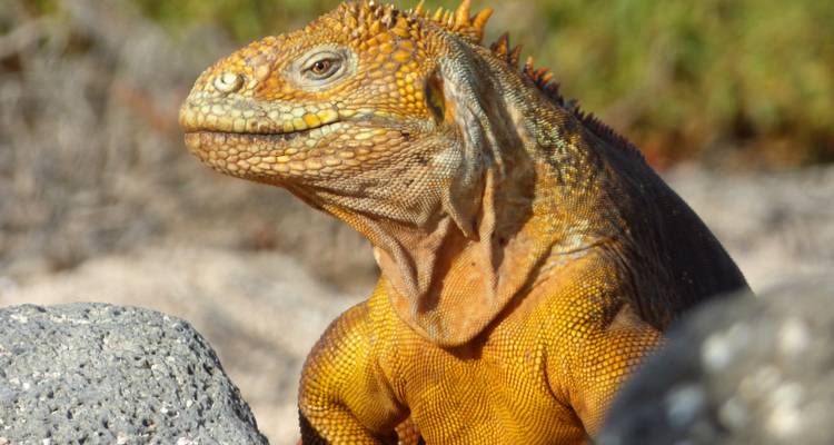 7 días inolvidables en las Islas Galápagos - Authentic Ecuador 1