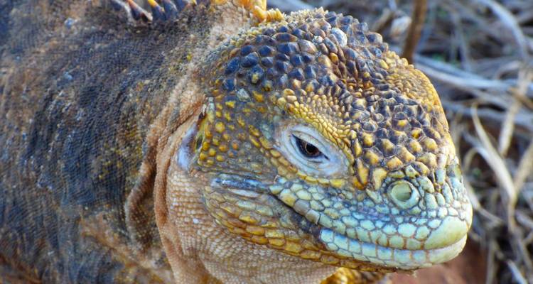 7 días inolvidables en las Islas Galápagos - Authentic Ecuador 2