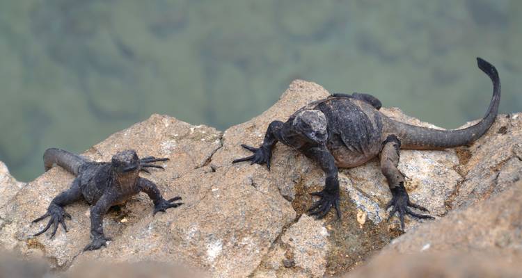 7 días inolvidables en las Islas Galápagos - Authentic Ecuador 4