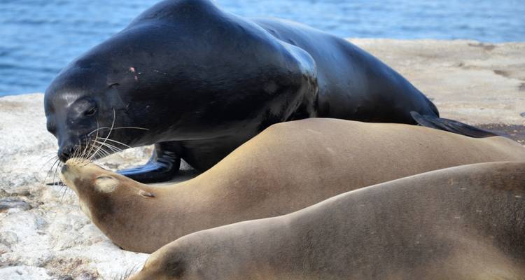 7 días inolvidables en las Islas Galápagos - Authentic Ecuador 7