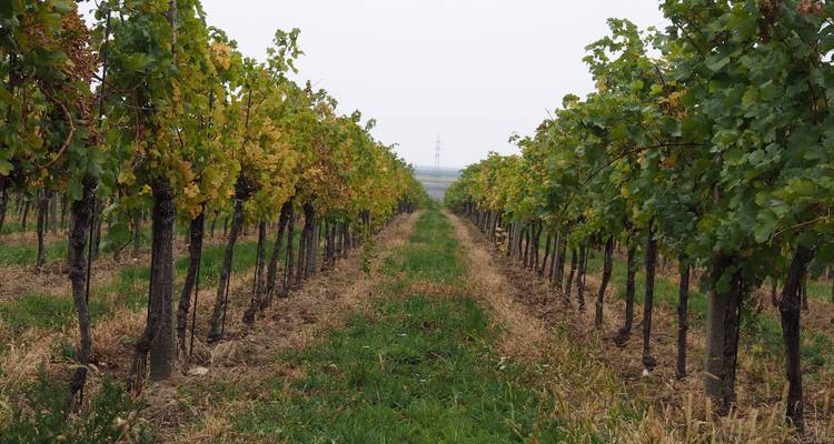 Vignoble de raisins avec des rangées de vignes.