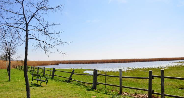 Bord de lac avec une clôture en bois et un arbre solitaire.