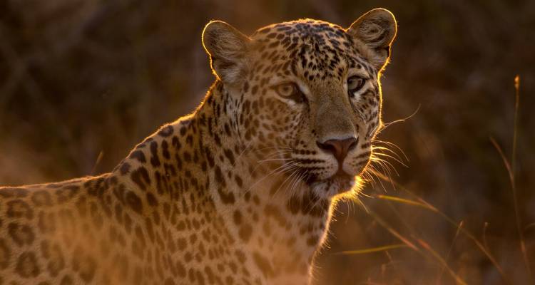 Golden Triangle Tour with Tiger Safari - GoBook India Tours 2