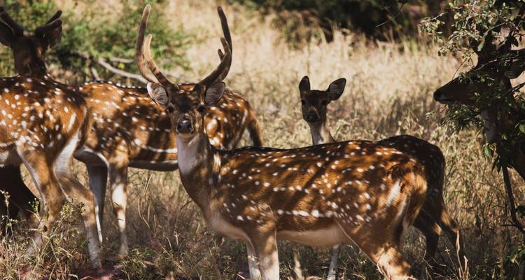 Golden Triangle Tour with Tiger Safari - GoBook India Tours 3