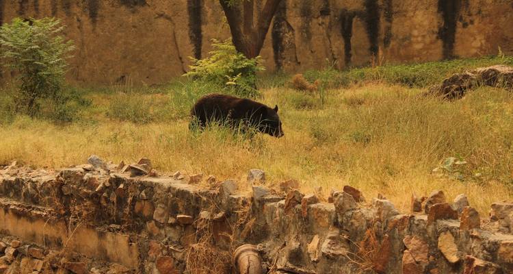 Golden Triangle Tour with Tiger Safari - GoBook India Tours 4