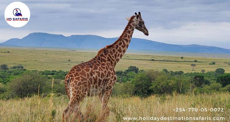 Kenya Expedition Safari - Holiday Destination Safaris 2