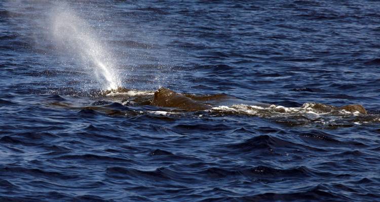 Ballenas y delfines - Colibri Travel 3