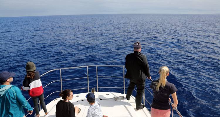 Ballenas y delfines - Colibri Travel 2