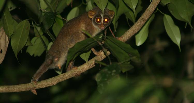 Tour de la faune du Sri Lanka - Colibri Travel 2