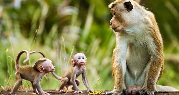 Tour de la faune du Sri Lanka - Colibri Travel 6