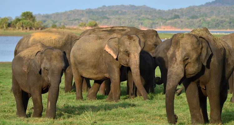 Tour de la faune du Sri Lanka - Colibri Travel 9