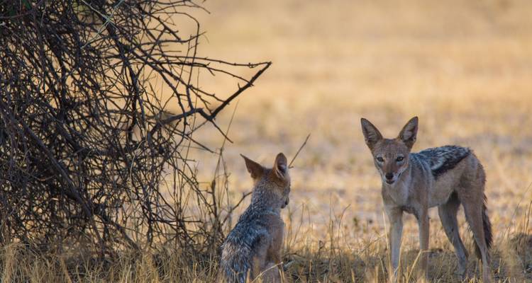 Tent Safari through North-Botswana - Colibri Travel 1