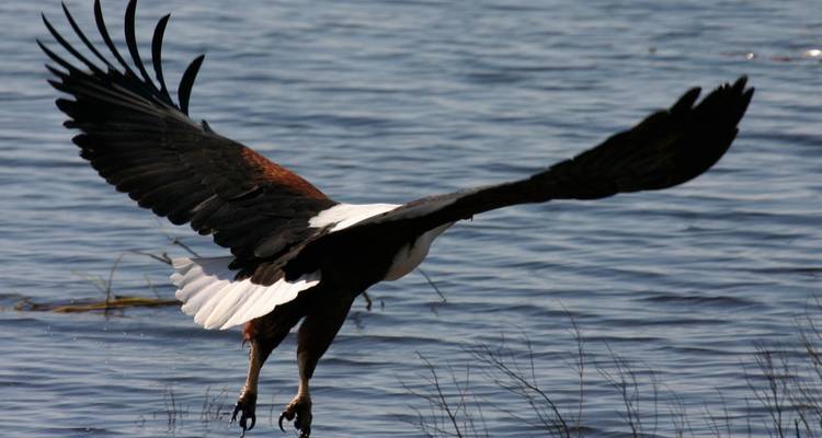 Tent Safari through North-Botswana - Colibri Travel 4
