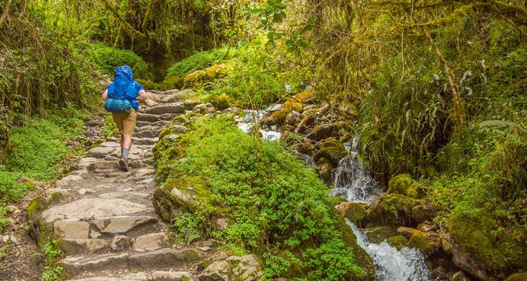 Personne faisant de la randonnée sur un sentier à travers une végétation luxuriante près d'une cascade.