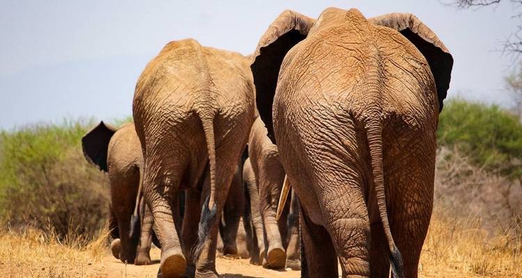 Herd of elephants walking in a dry landscape.