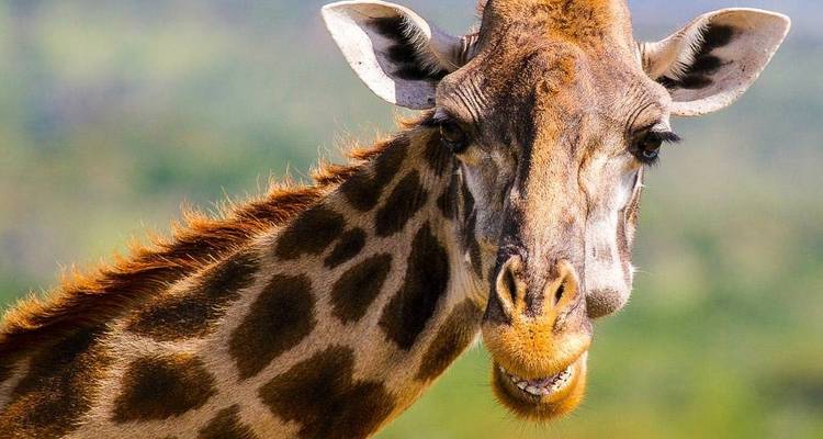 Giraffe looking directly at the camera in natural habitat.
