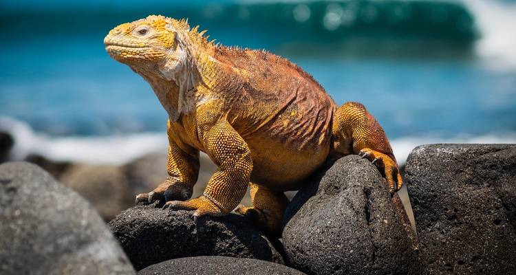 Machu Picchu y Maravillas de las Galápagos con un Crucero de 4 Noches (Lima a Santa Cruz, Galápago) (2024) (Estándar) - Collette 3
