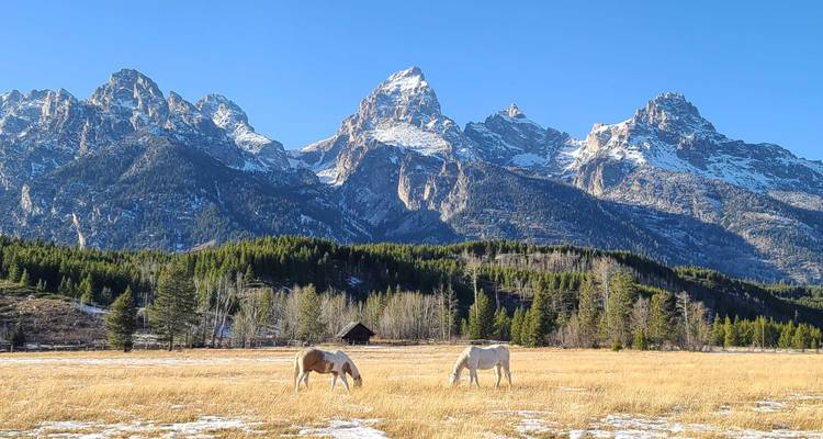 Private- 5 Day- Yellowstone and Grand Teton National Park in Depth- Hotel Based - Bindlestiff Tours 1