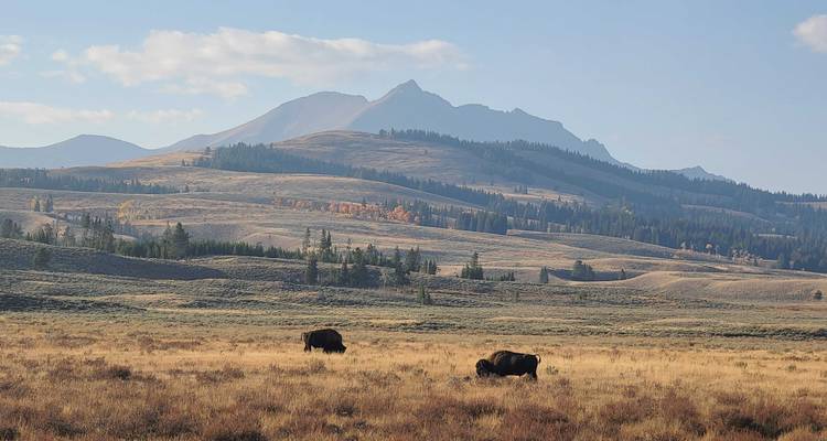 Private- 5 Day- Yellowstone and Grand Teton National Park in Depth- Hotel Based - Bindlestiff Tours 4
