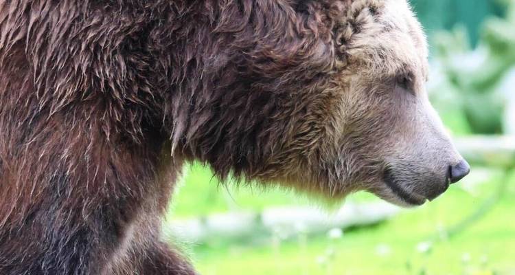 Private- 5 Day- Yellowstone and Grand Teton National Park in Depth- Hotel Based - Bindlestiff Tours 9