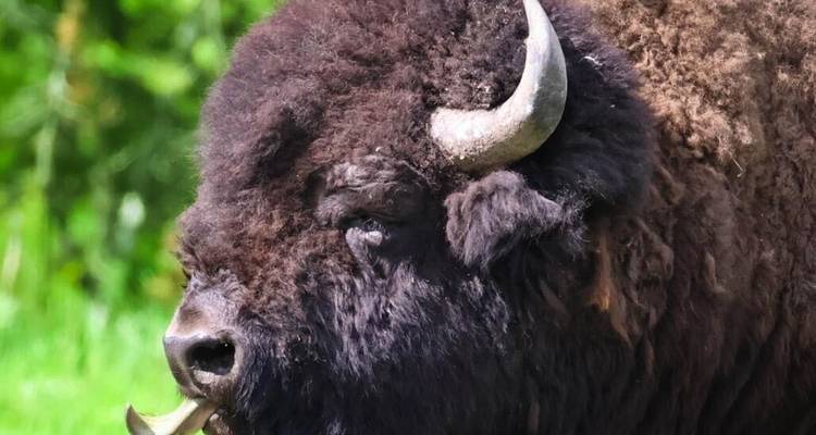Private- 5 Day- Yellowstone and Grand Teton National Park in Depth- Hotel Based - Bindlestiff Tours 10