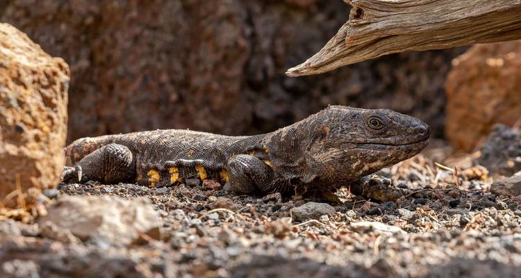Les hauts lieux de la marche d'El Hierro - Exodus Adventure Travels 7
