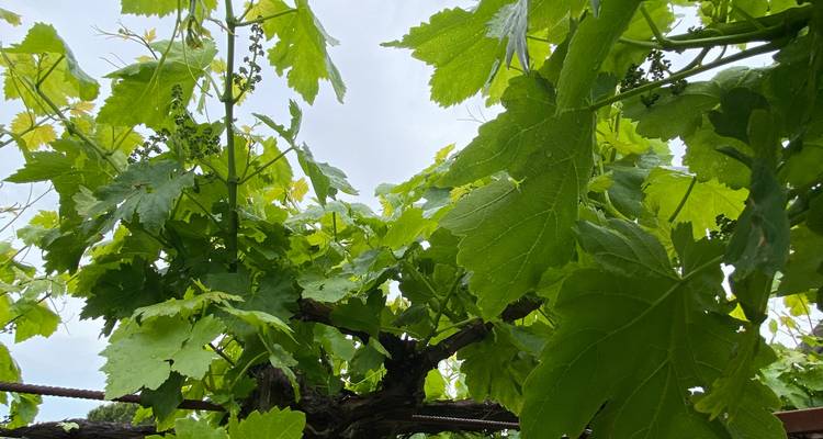 Bicicleta y vino - SicilyCyclingTours 8