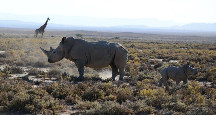 From Kilimanjaro 11 Days Serengeti Inside Out Safari - Beach and Safari Holidays 3