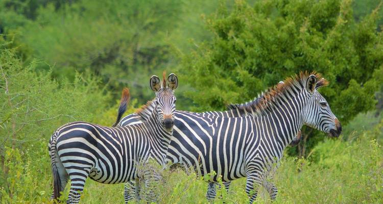 From Kilimanjaro 11 Days Serengeti Inside Out Safari - Beach and Safari Holidays 2