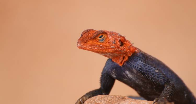 Deutschsprachige Zubucher-Reise Namibia Rundreise 12 Tage | Kleingruppe 2024 - Terra Nova  3