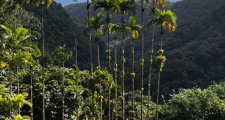 Tall palm trees in a lush, mountainous rainforest.