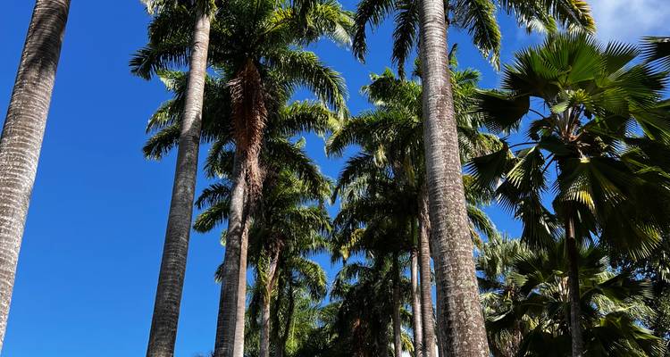 Tall palm trees against a clear blue sky.