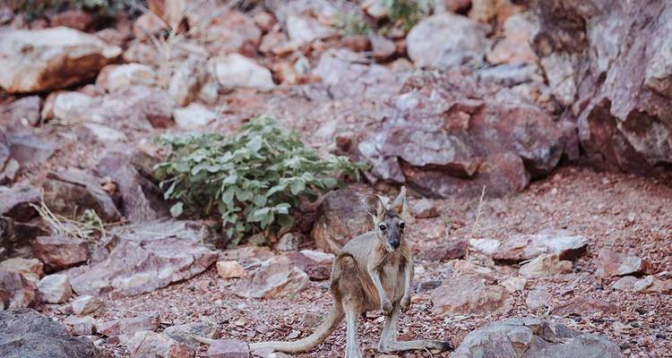 Safari de Perth a Broome - Intrepid Travel 4