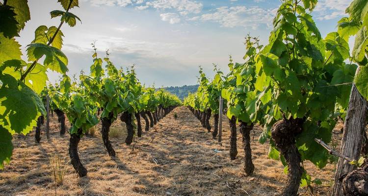 La gran Francia para los amantes del vino (en dirección sur) 2025 - Avalon Waterways 9