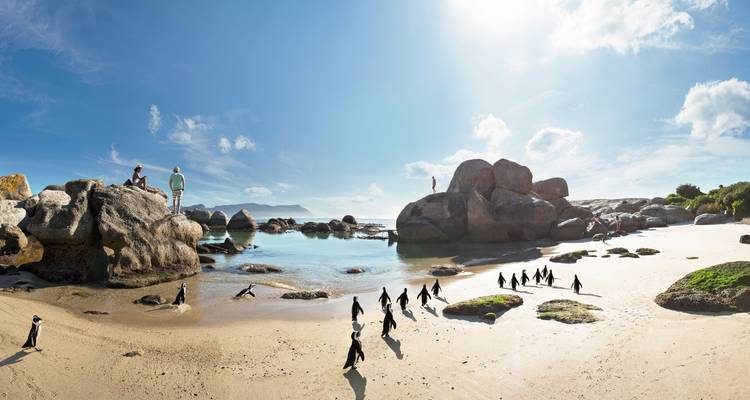 Penguins on a beach with rocks and the ocean in the background.