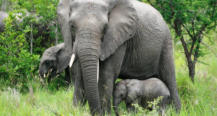Elephants with greenery in the background.