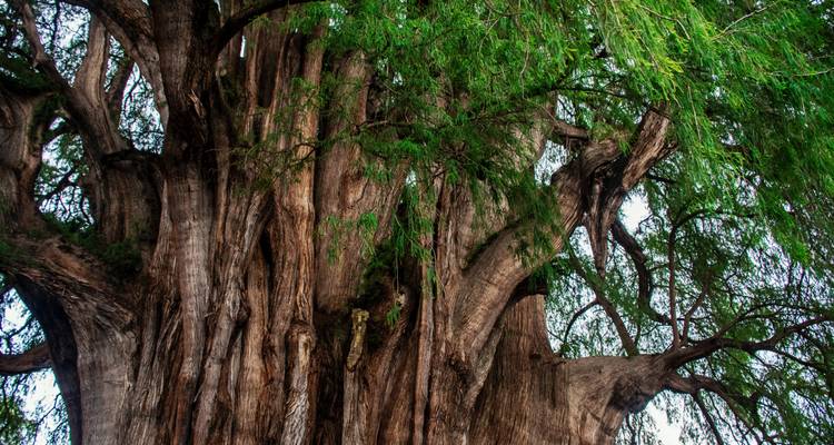 Sun Route & Mayan Kingdom Adventure - Receptivo Aborigen Tours 10
